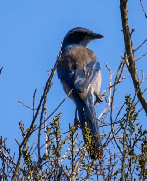 California Scrub-Jay - ML643061946