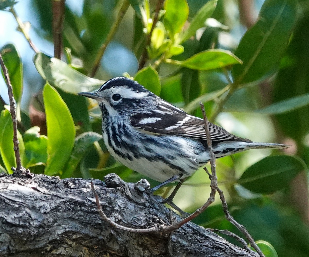 Black-and-white Warbler - ML643061947