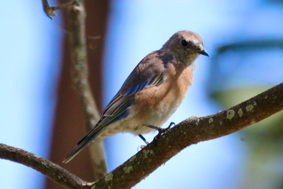 Western Bluebird - ML643061958
