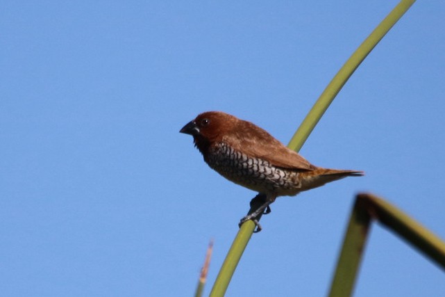 Scaly-breasted Munia - ML643061979