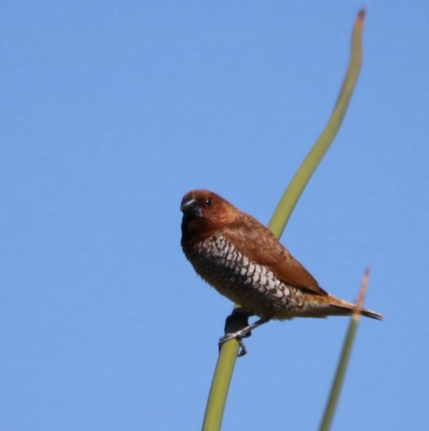 Scaly-breasted Munia - ML643061980