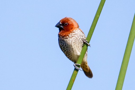 Scaly-breasted Munia - ML643061981