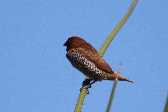Scaly-breasted Munia - ML643061982