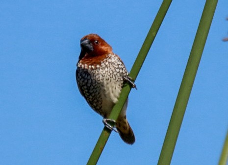 Scaly-breasted Munia - ML643061983