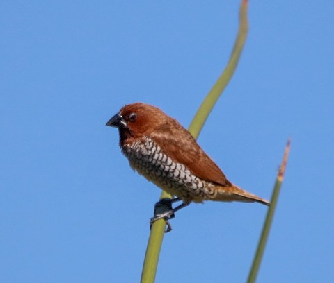 Scaly-breasted Munia - ML643061984