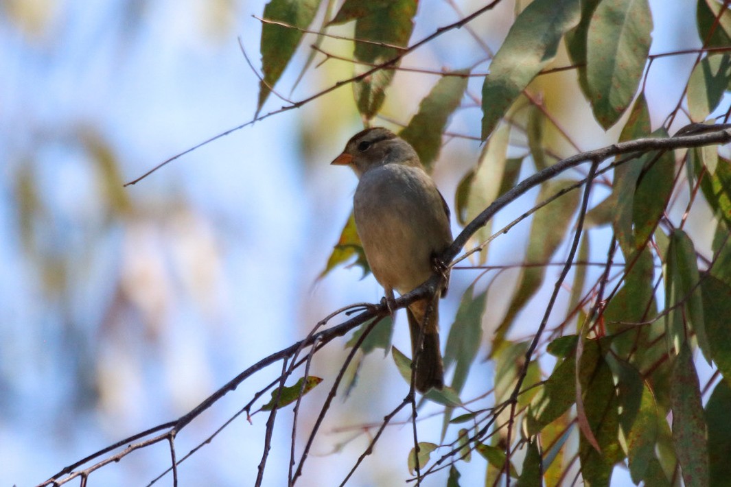 White-crowned Sparrow - ML643062022