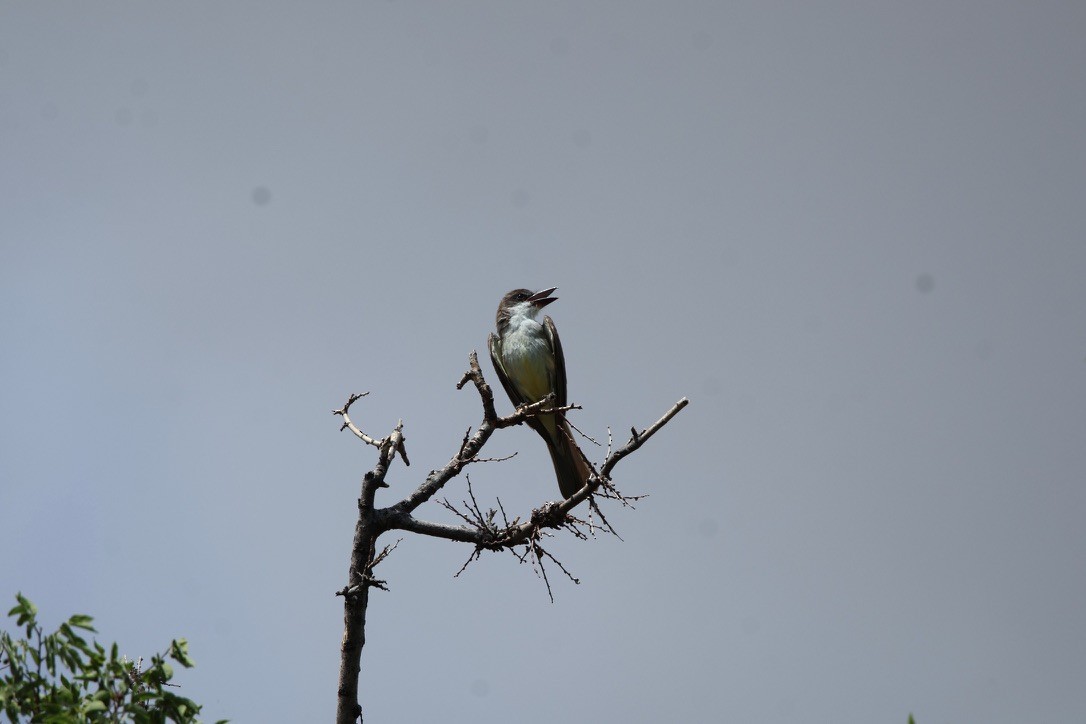 Thick-billed Kingbird - ML643062027