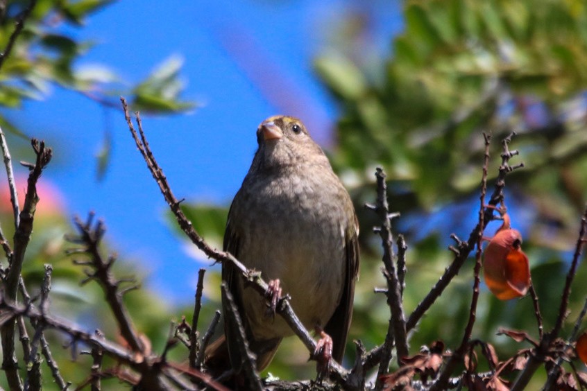 Bruant à couronne dorée - ML643062036