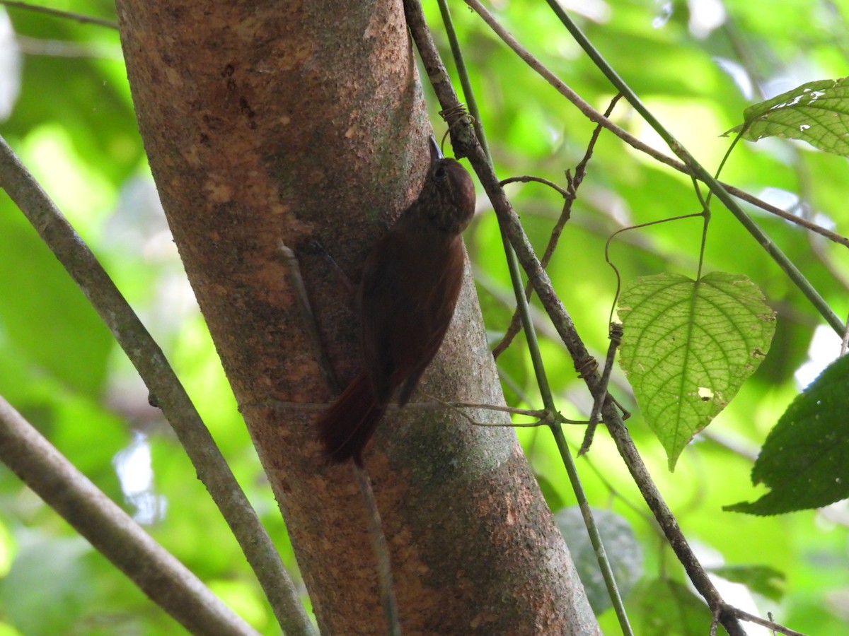 Wedge-billed Woodcreeper - ML643062042