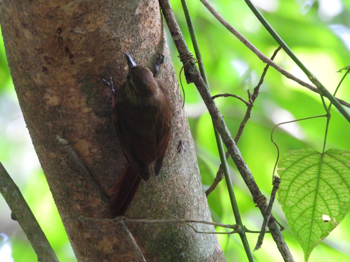 Wedge-billed Woodcreeper - ML643062043