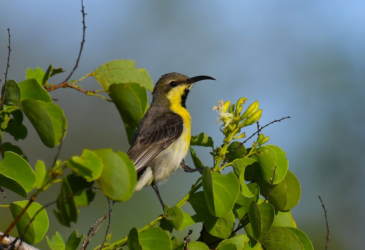 Purple Sunbird - ML643062046