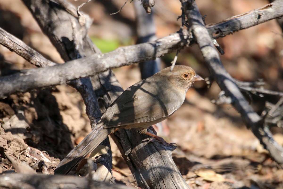 California Towhee - ML643062066