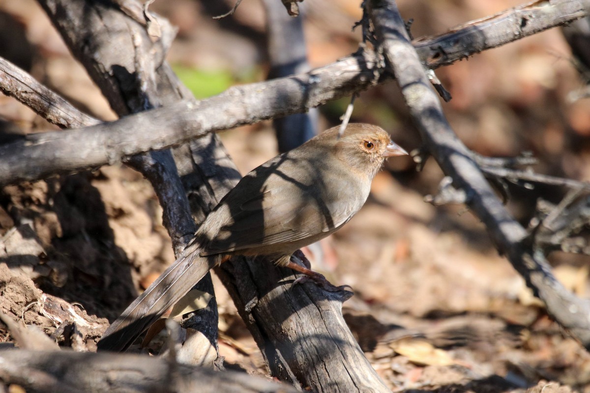 California Towhee - ML643062067
