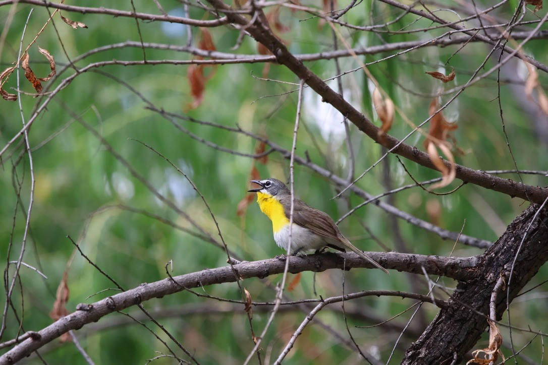 Yellow-breasted Chat - ML643062068