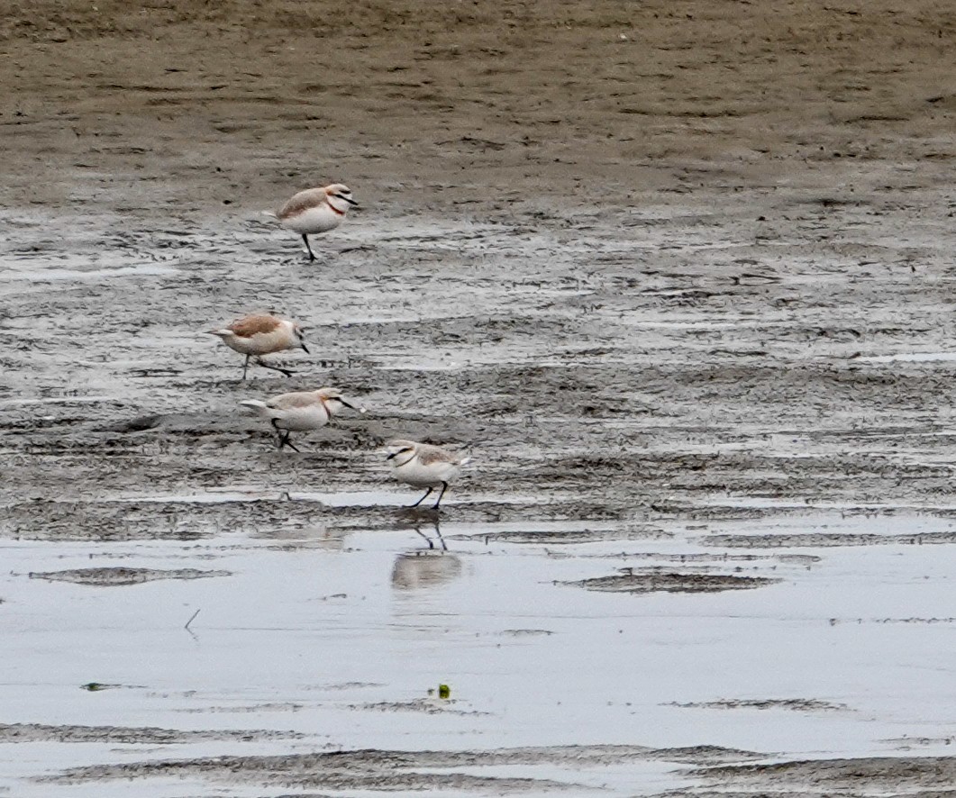 Chestnut-banded Plover - ML643062073