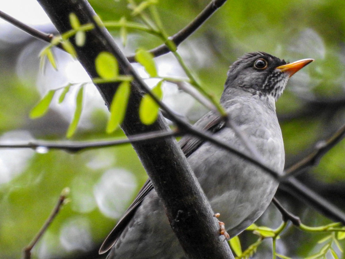 Blacksmith Thrush - ML643062075
