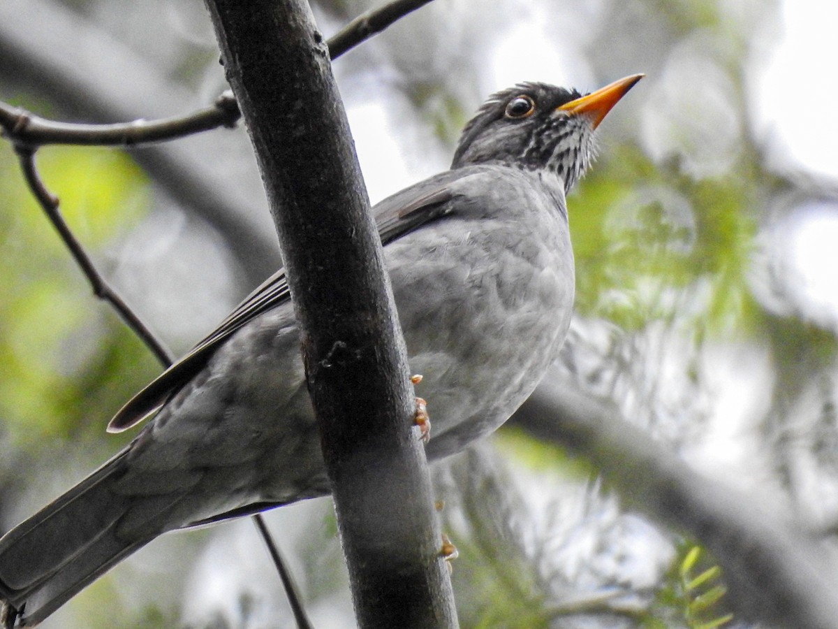 Blacksmith Thrush - ML643062076