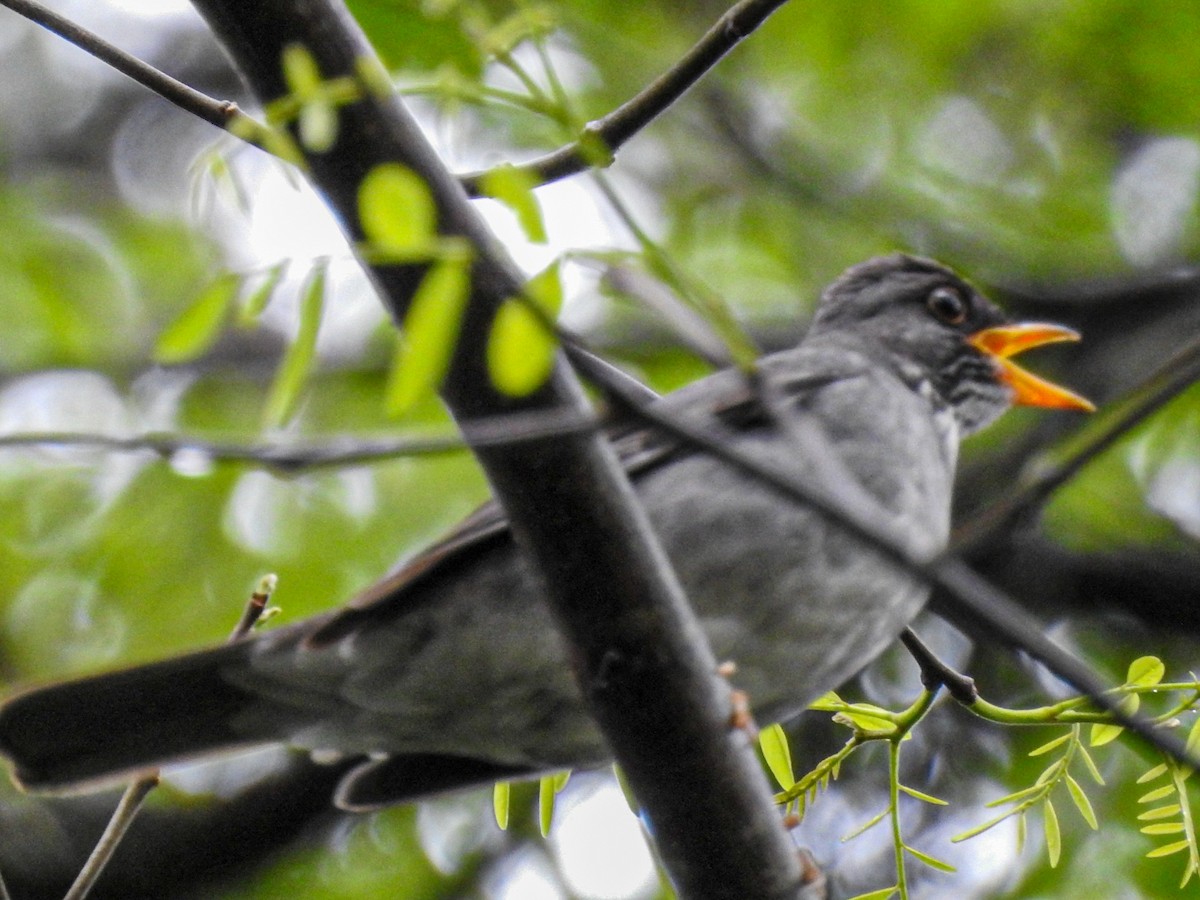 Blacksmith Thrush - ML643062077