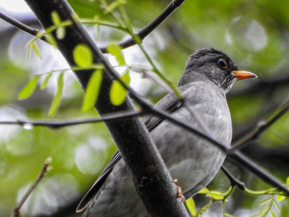 Blacksmith Thrush - ML643062078