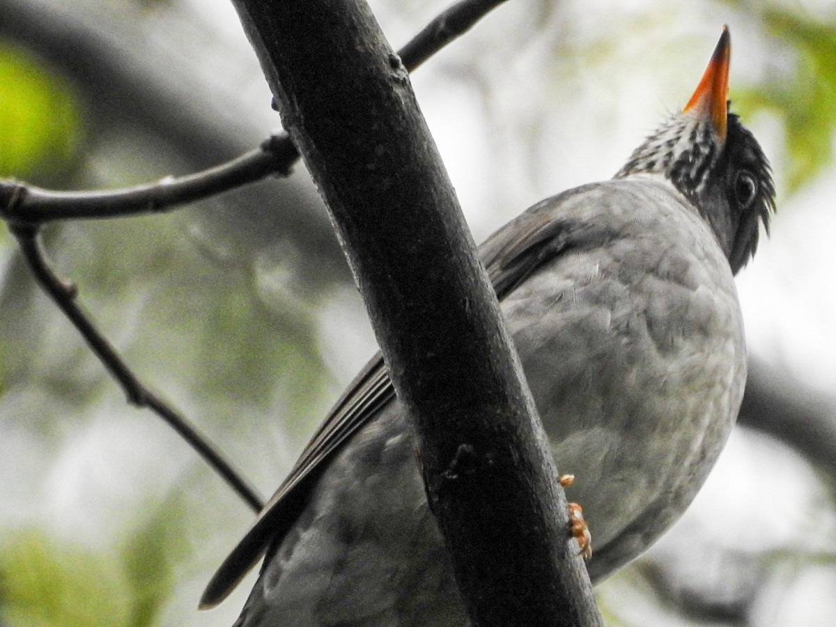 Blacksmith Thrush - ML643062079