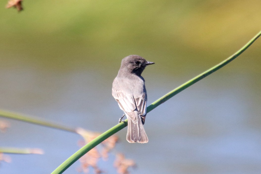 Black Phoebe - ML643062087