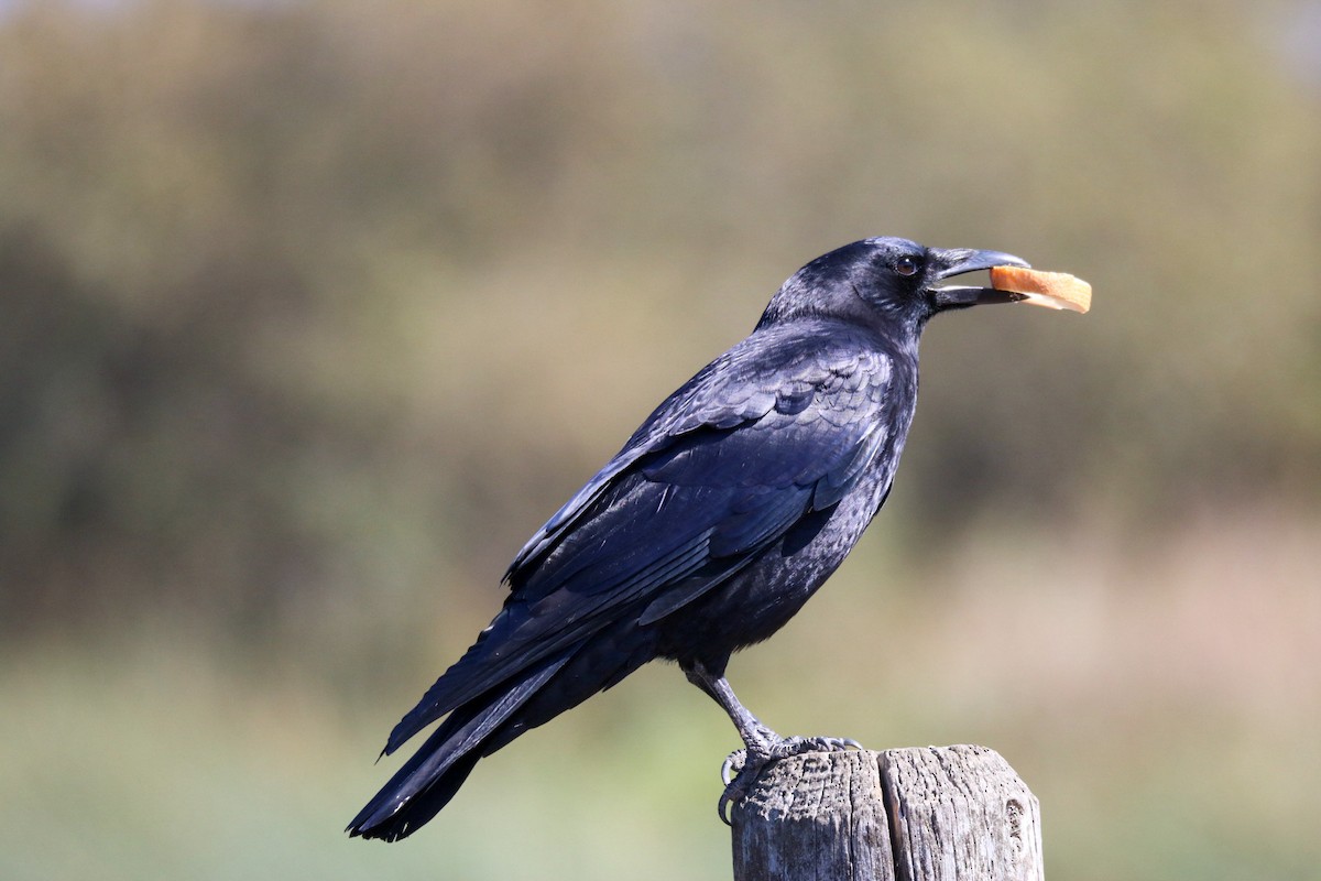 American Crow - ML643062094