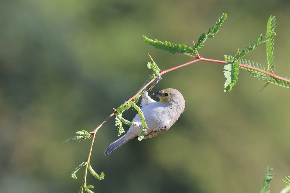 Verdin - ML643062100