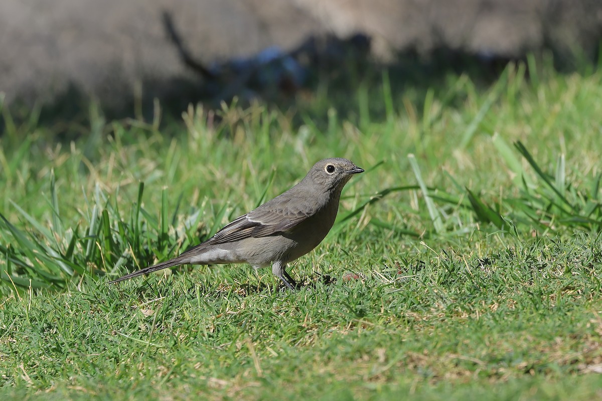 Townsend's Solitaire - ML643062104