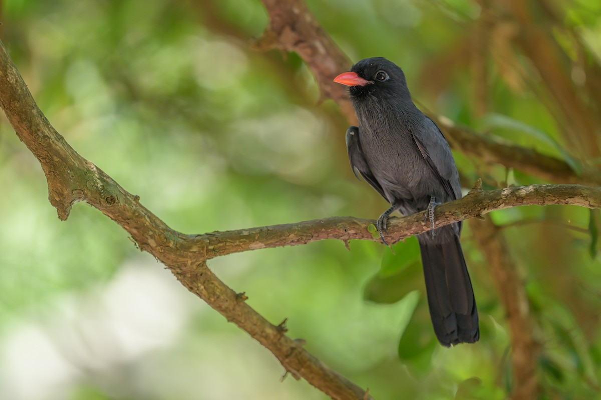 Black-fronted Nunbird - ML643062105