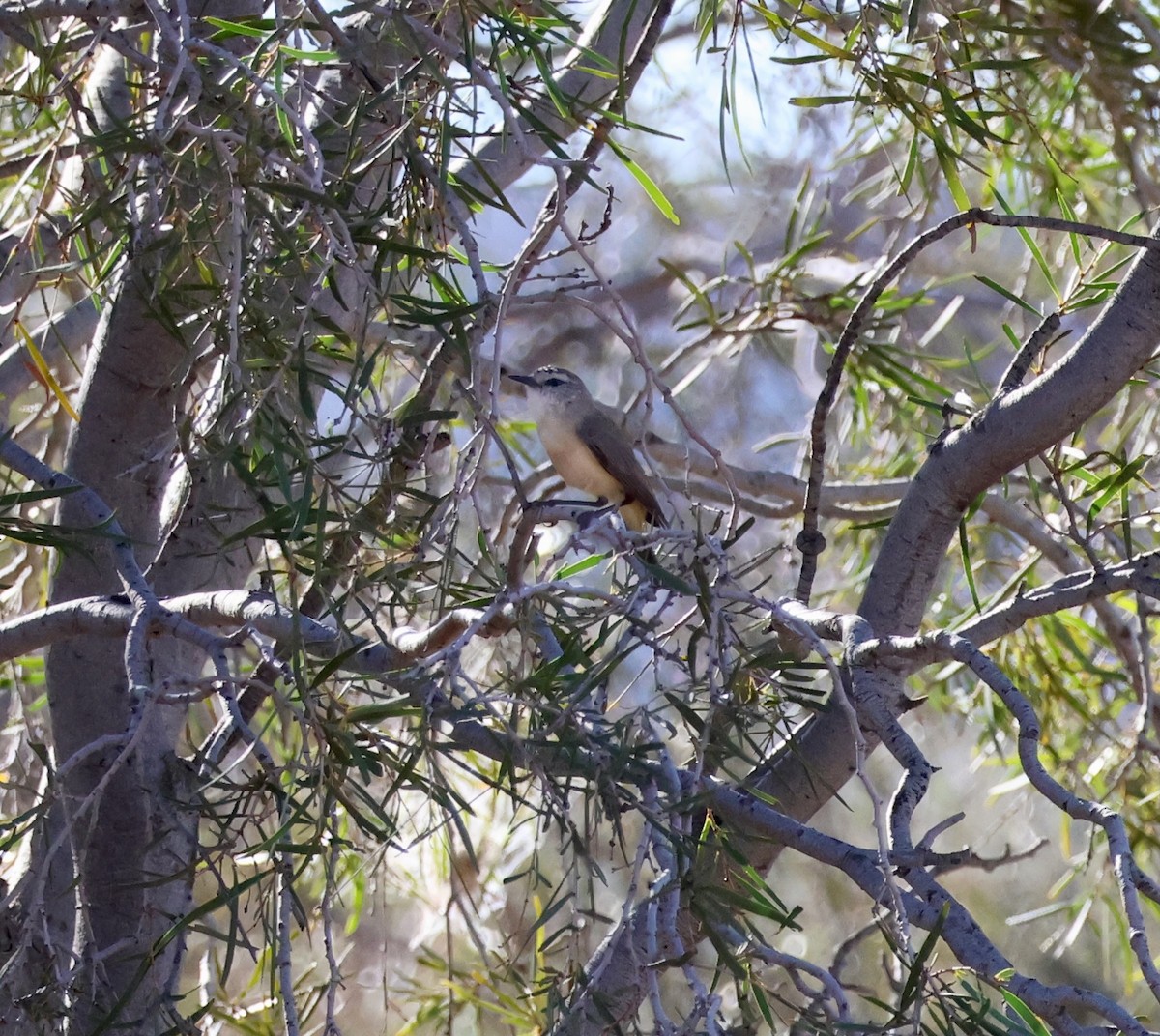 Yellow-rumped Thornbill - ML643062107