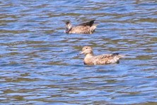 Green-winged Teal - ML643062108