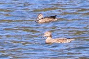 Green-winged Teal - ML643062109