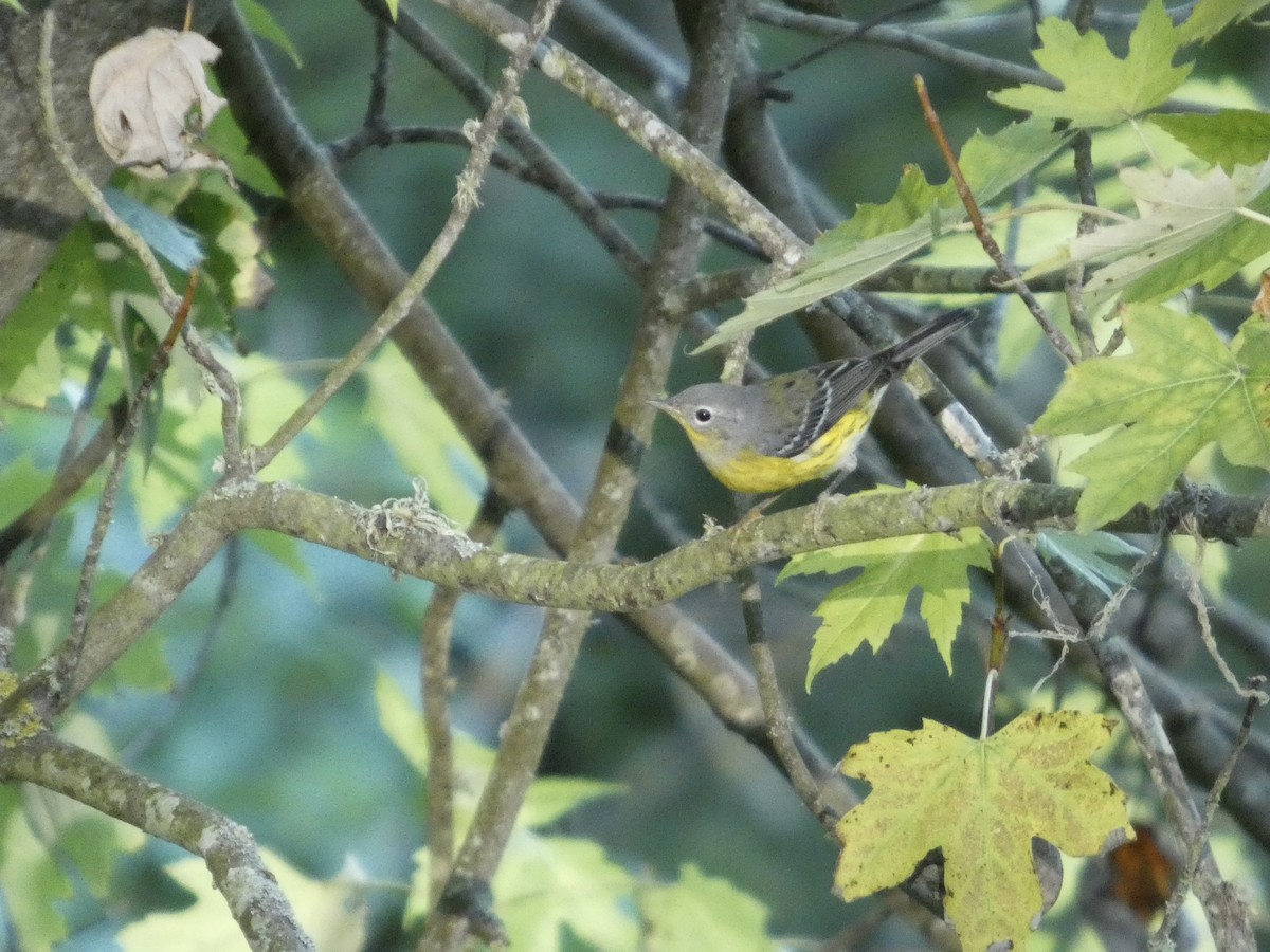 Magnolia Warbler - ML643062110