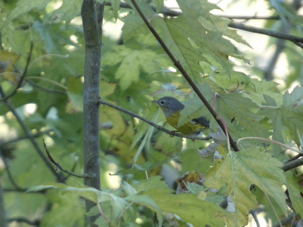 Magnolia Warbler - ML643062111