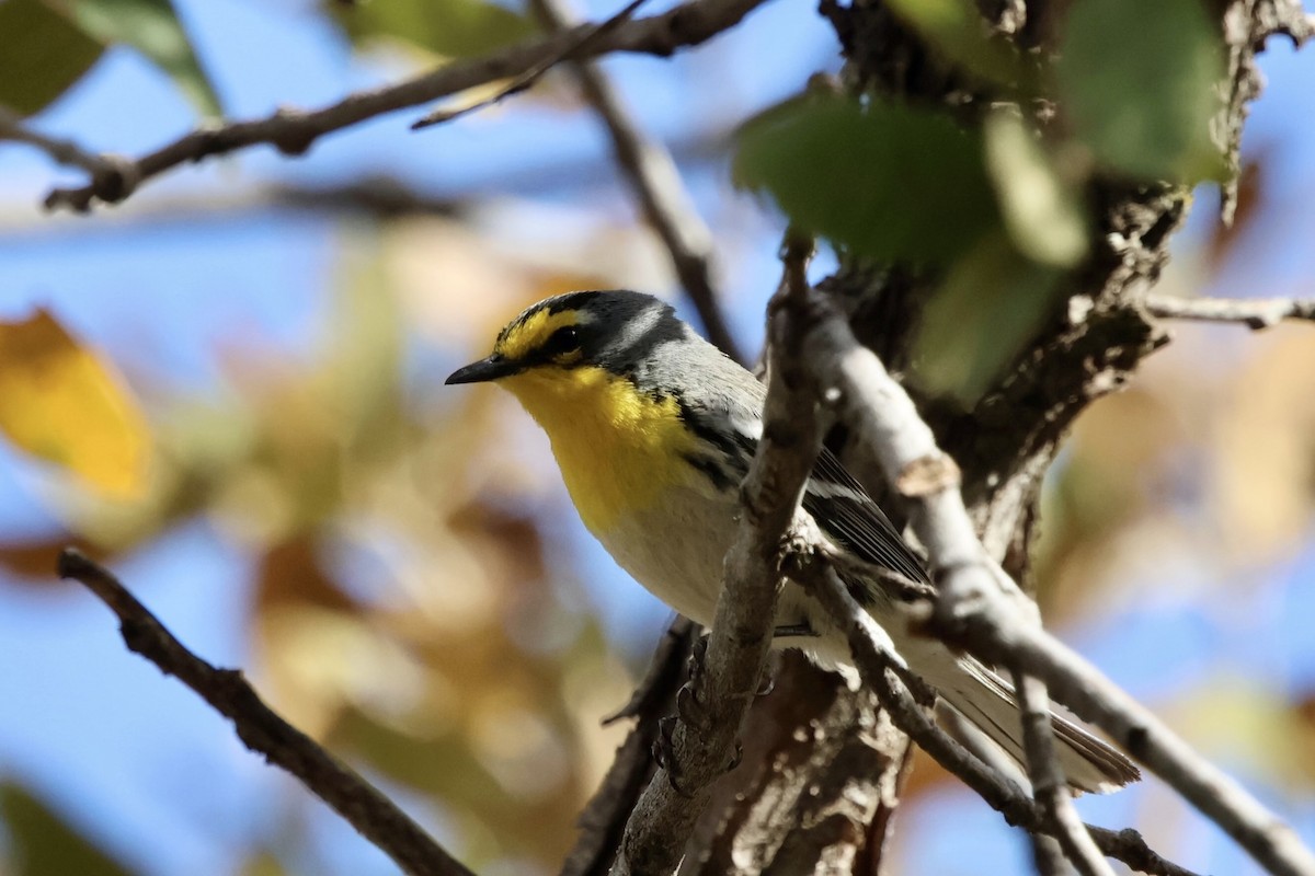 Grace's Warbler - ML643062126