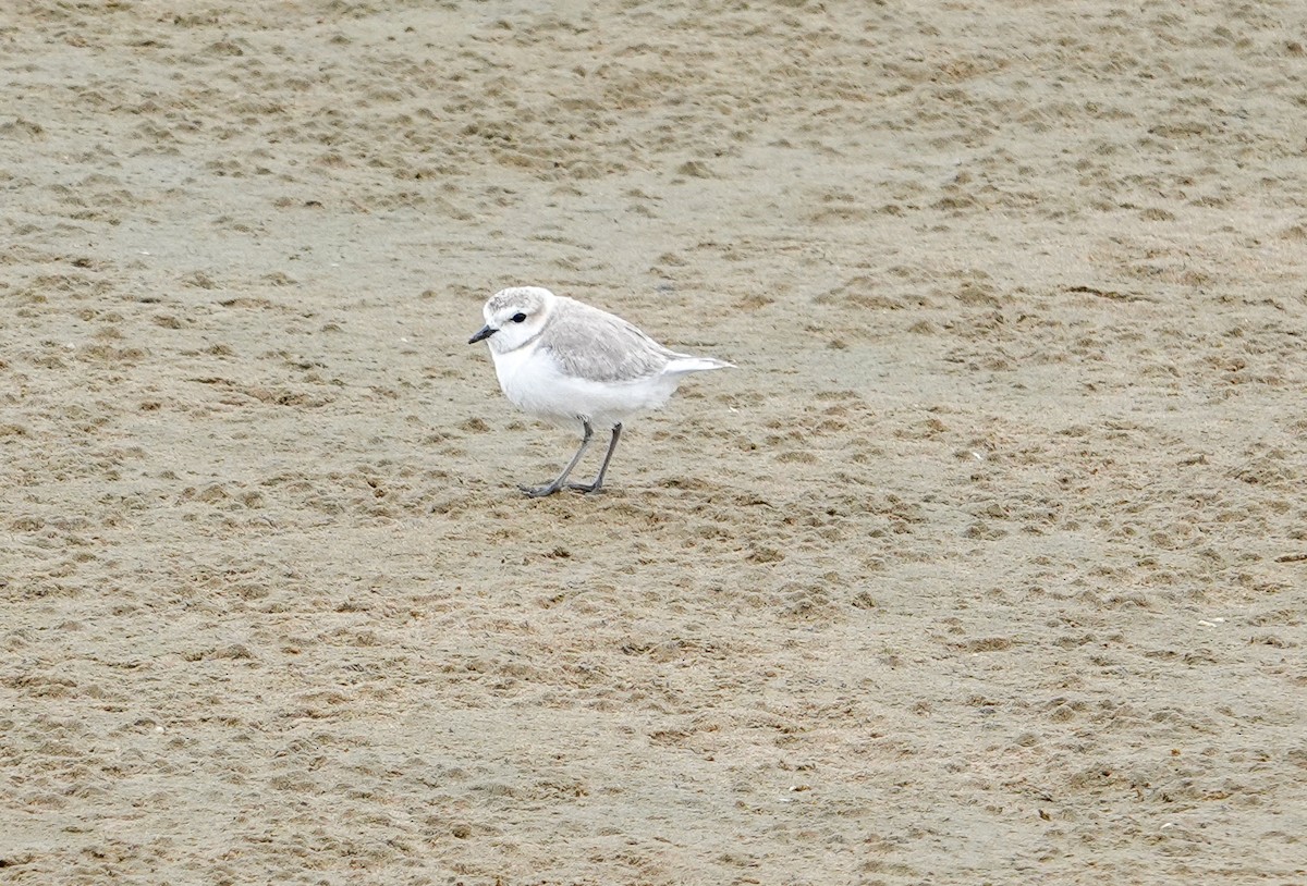 Chestnut-banded Plover - ML643062136