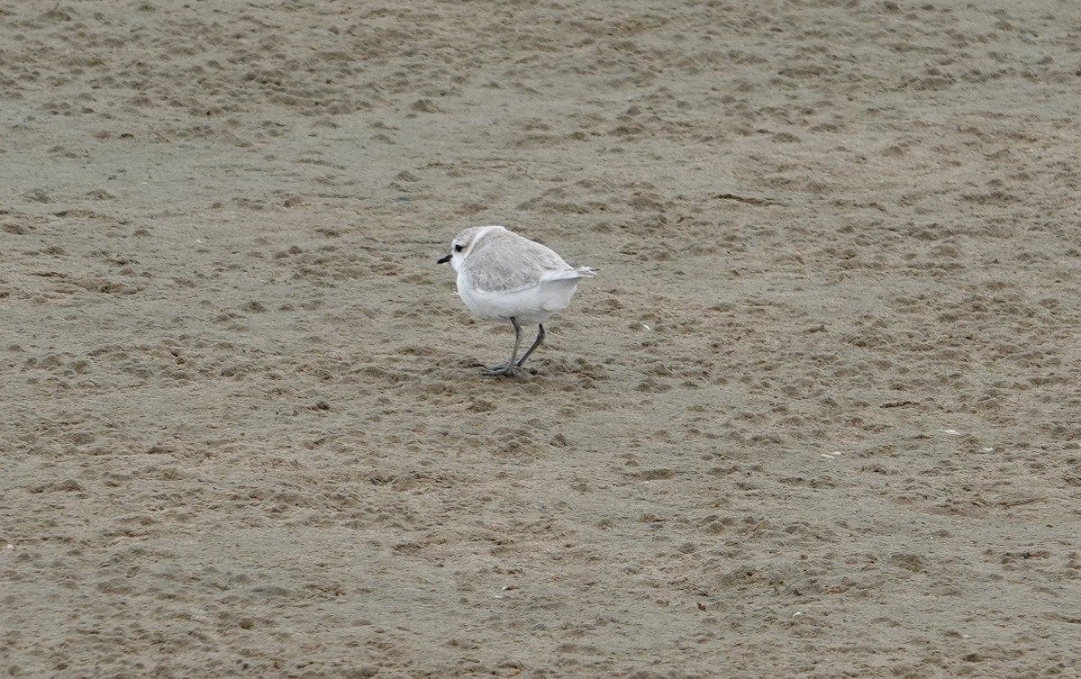 Chestnut-banded Plover - ML643062138
