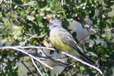 Cassin's Kingbird - ML643062139