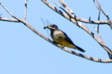 Cassin's Kingbird - ML643062141
