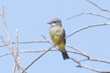 Cassin's Kingbird - ML643062142