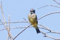 Cassin's Kingbird - ML643062143