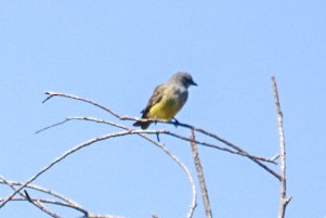 Cassin's Kingbird - ML643062145