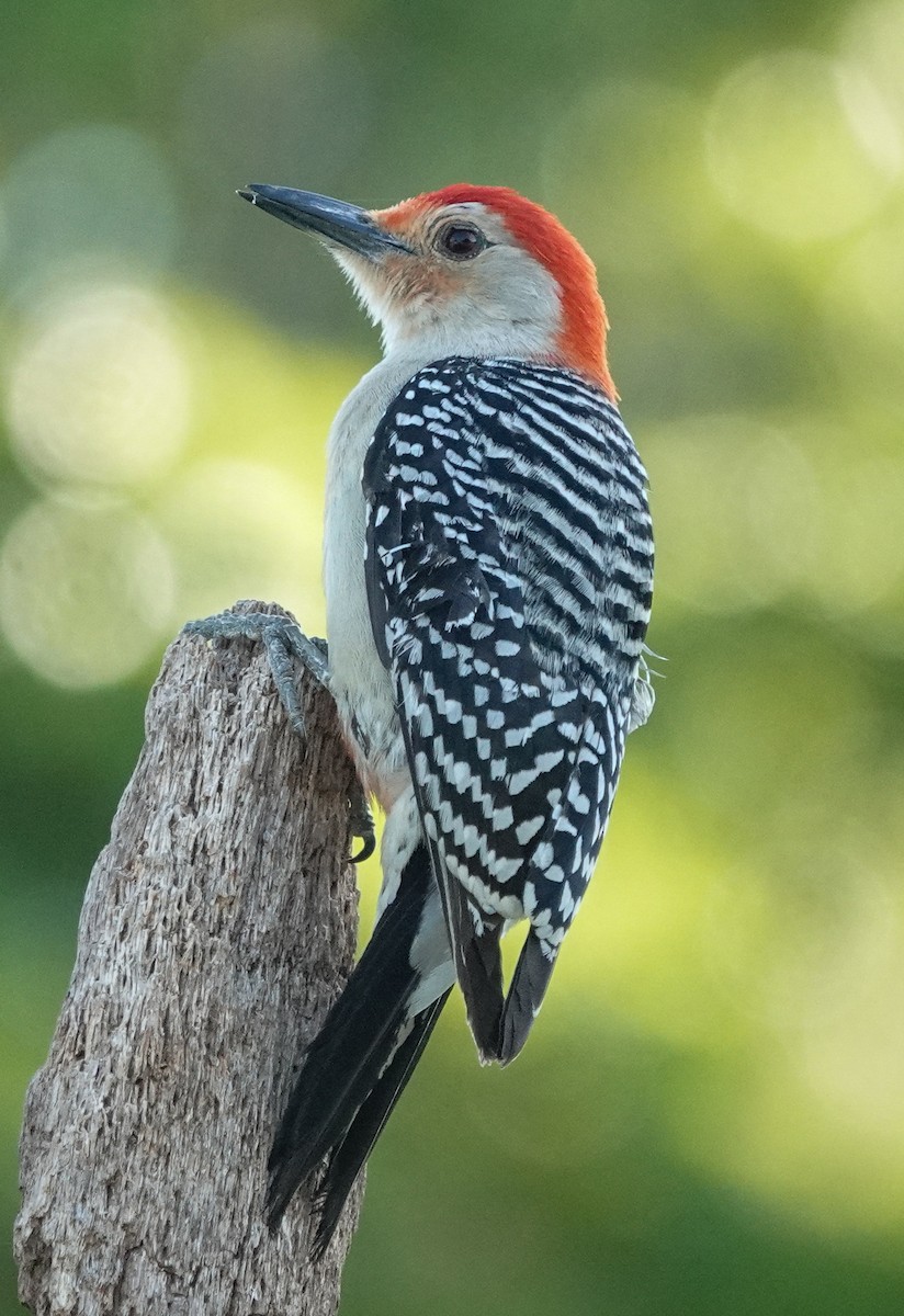 Red-bellied Woodpecker - ML643062164