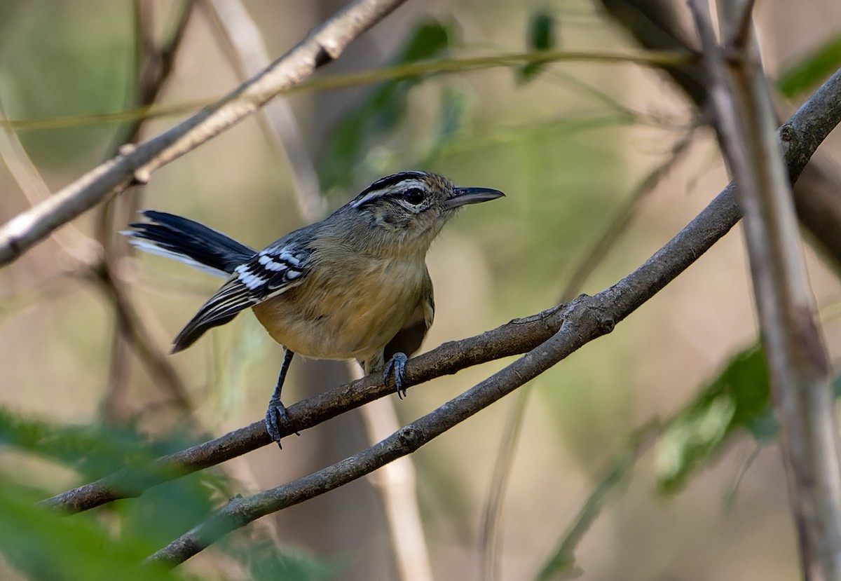 Black-capped Antwren - ML643062168
