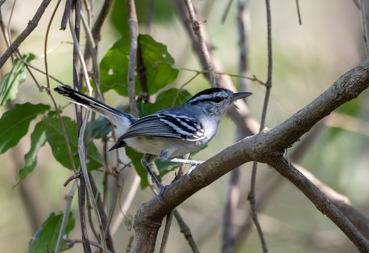 Black-capped Antwren - ML643062169