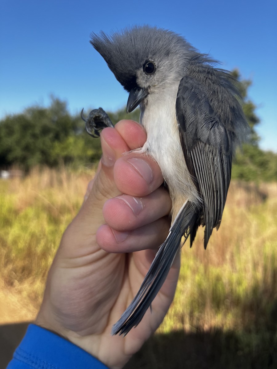 Tufted Titmouse - ML643062179