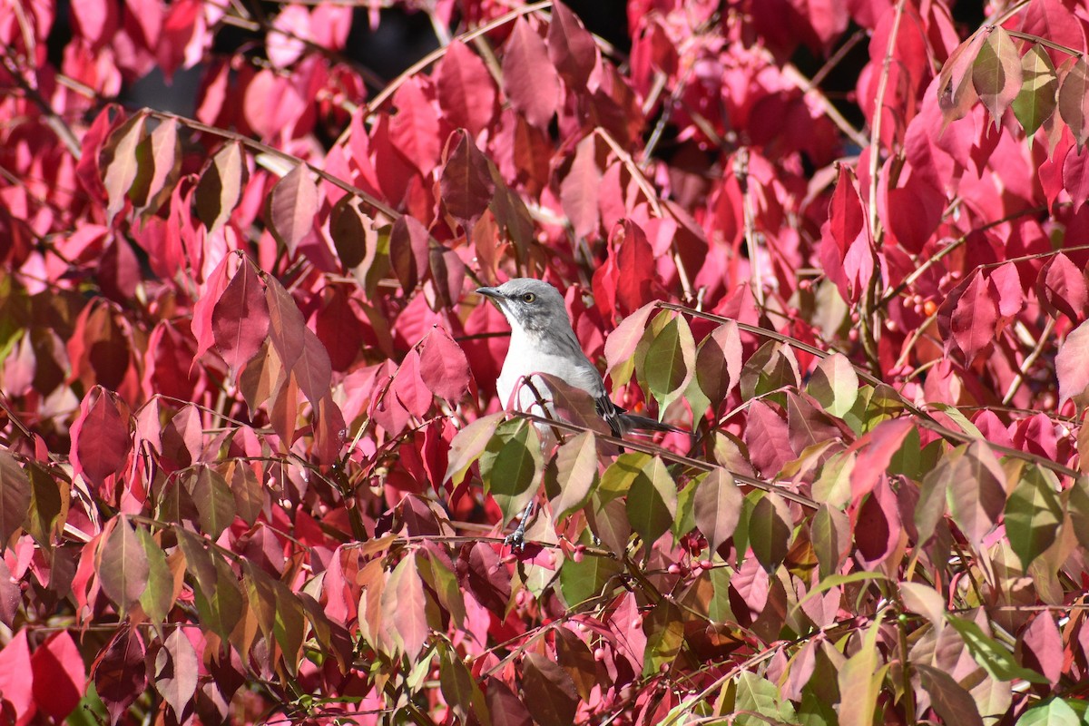 drozdec mnohohlasý - ML643062182