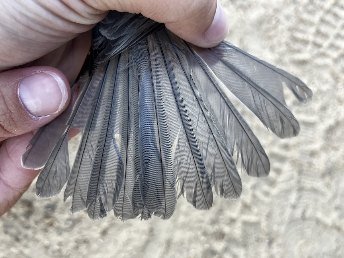 Tufted Titmouse - ML643062188