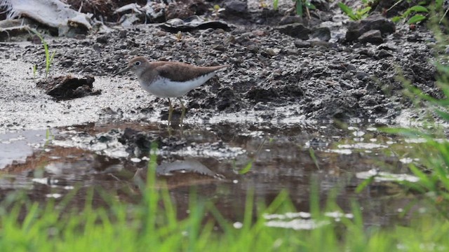 Solitary Sandpiper - ML643062195
