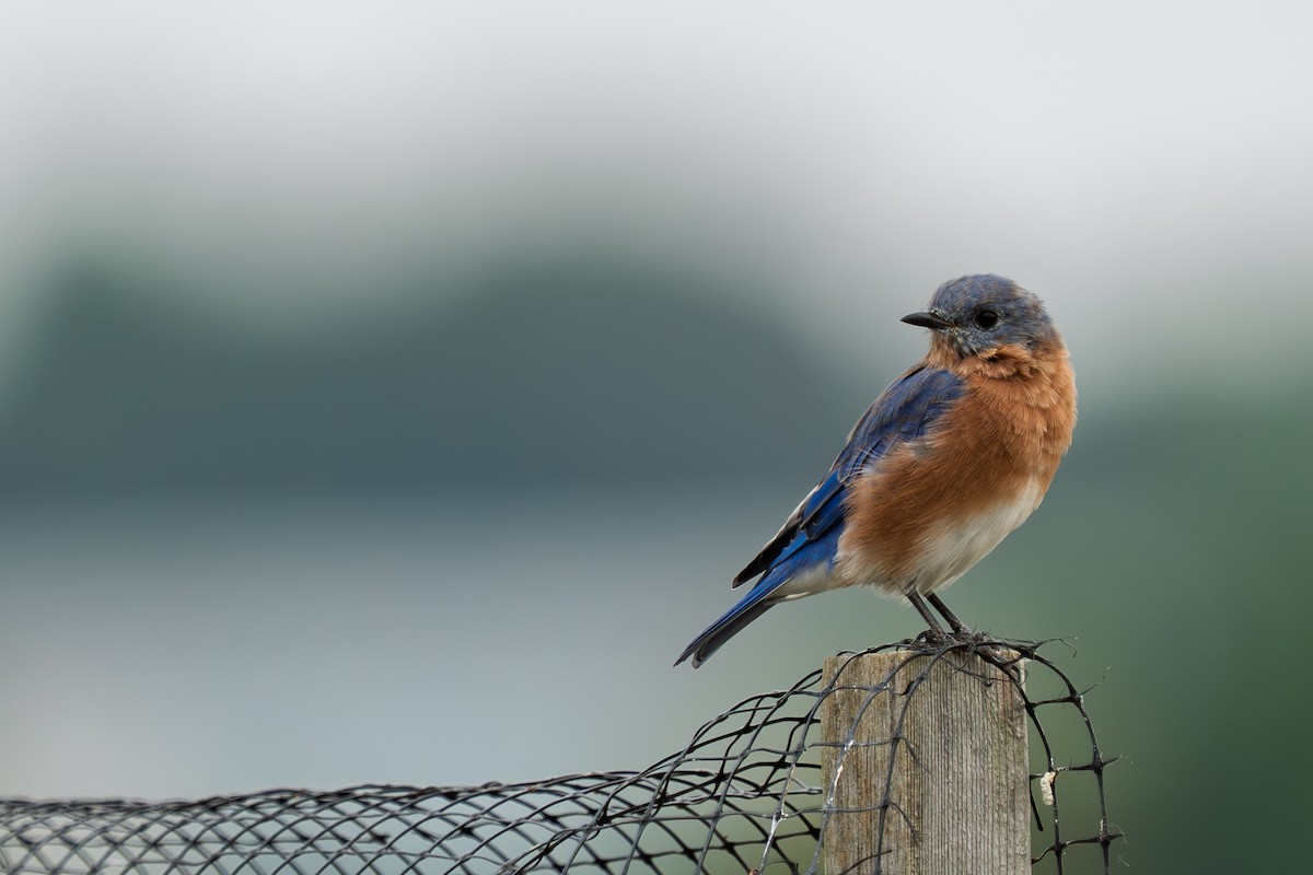 Eastern Bluebird - ML643062206